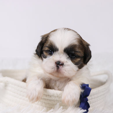 Sherlock - Available 11/25