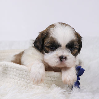 Sherlock - Available 11/25