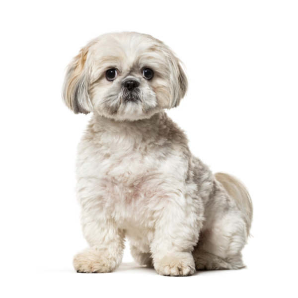 Shih_Tzu