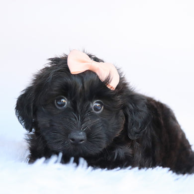 Sierra - Available 10/1
