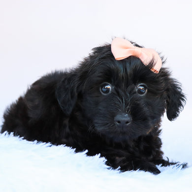 Sierra - Available 10/1