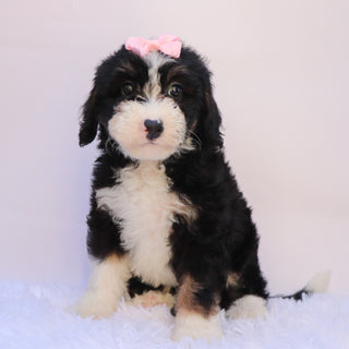 Sierra - Available 9/24