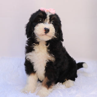 Sierra - Available 9/24