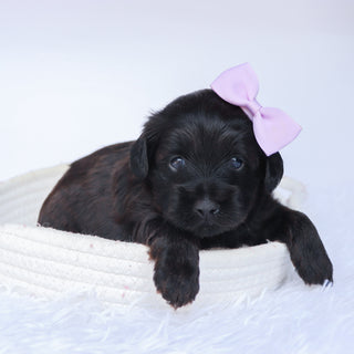 Sierra - Available 10/1