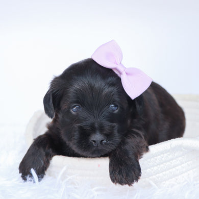 Sierra - Available 10/1