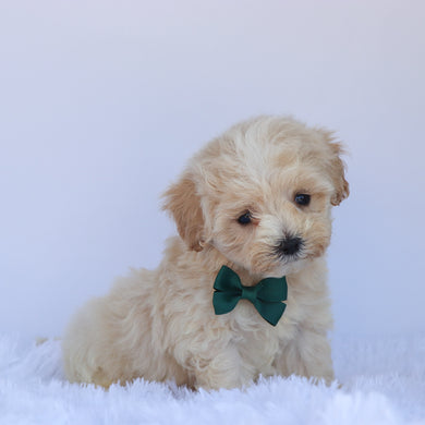 Silas - Available 7/9