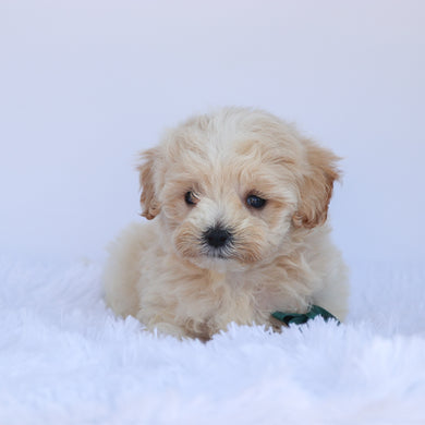 Silas - Available 7/9