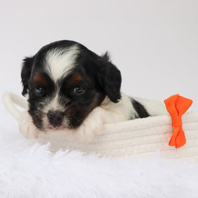 Simba - Available 9/3