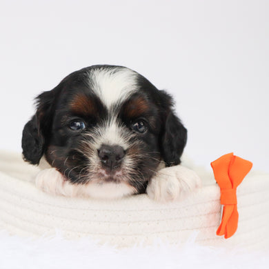 Simba - Available 9/3