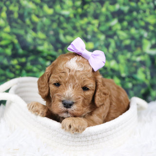 Simone - Available 12/31