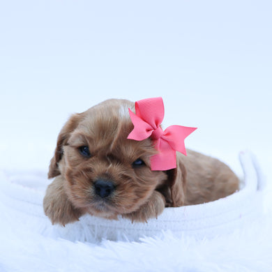 Simone - Available 7/16