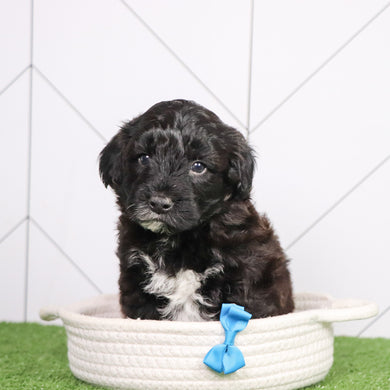 Skipper - Available 6/26