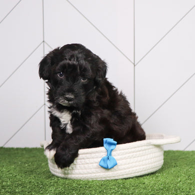 Skipper - Available 6/26