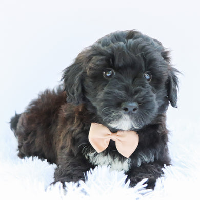 Skipper - Available 6/26