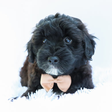 Skipper - Available 6/26