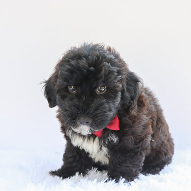 Skipper - Available 7/2