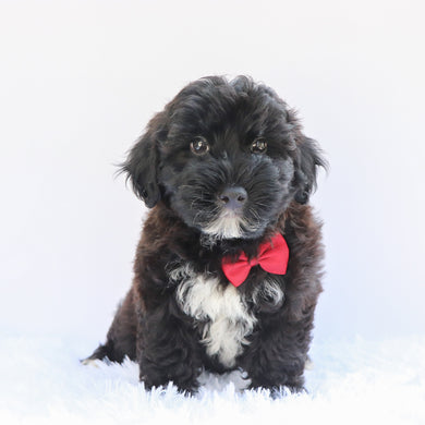 Skipper - Available 7/2