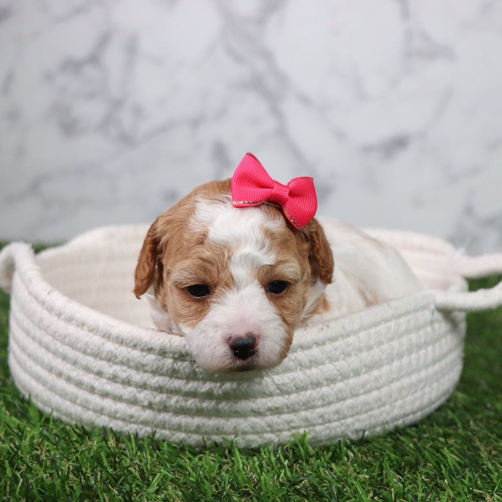 Skylar - Available 5/21