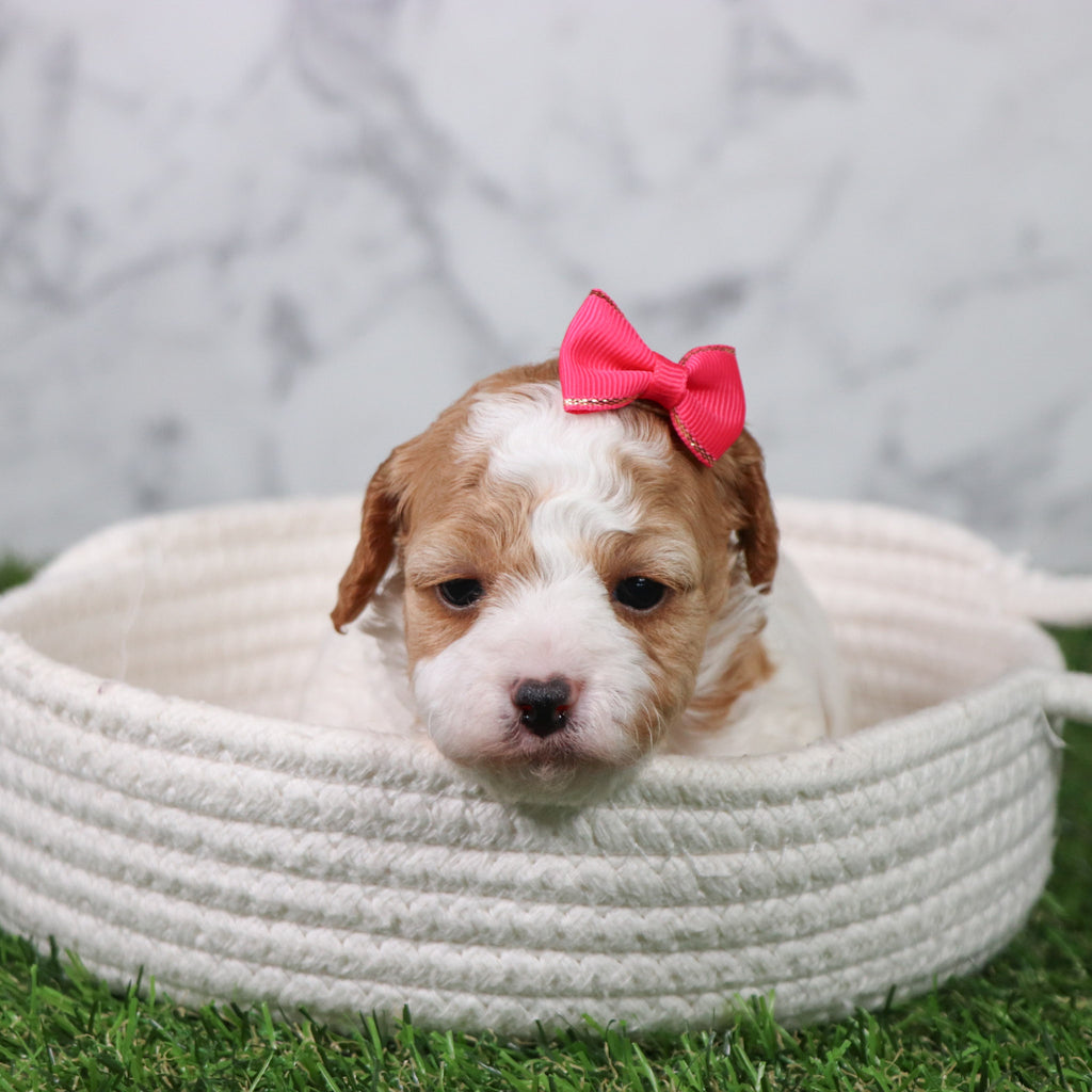 Skylar - Available 5/21