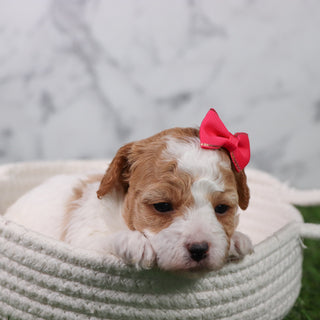 Skylar - Available 5/21