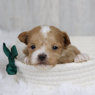 Smokey - Available 2/11