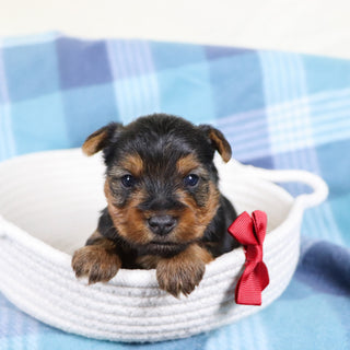 Snickers - Available 2/11