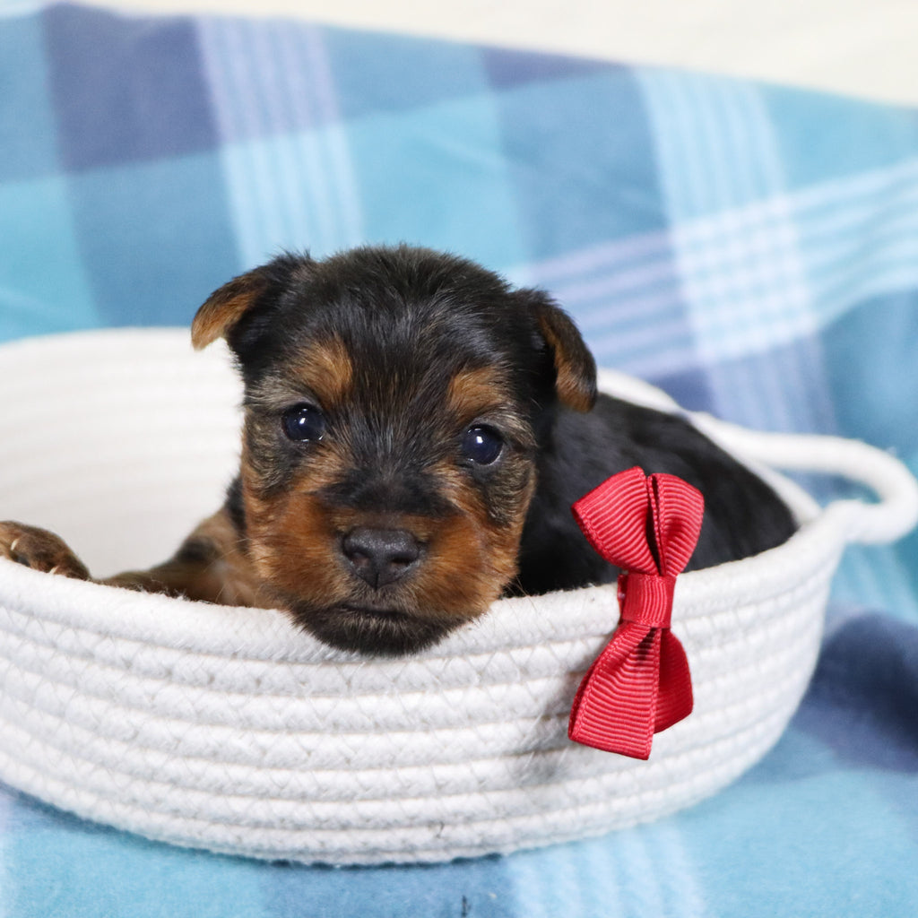 Snickers - Available 2/11