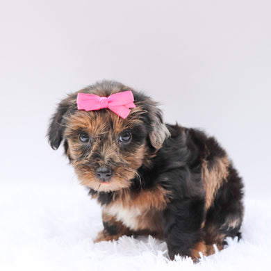 Sofia - Available 8/13
