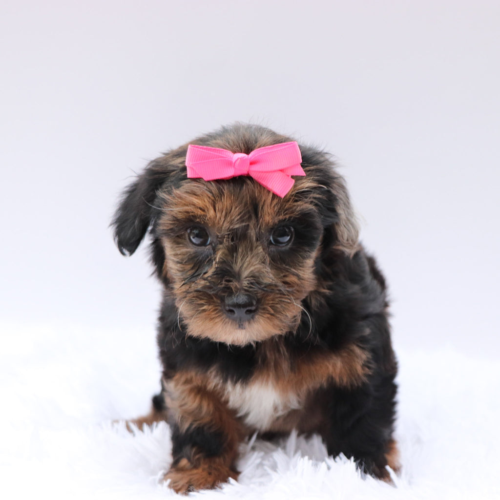 Sofia - Available 8/13