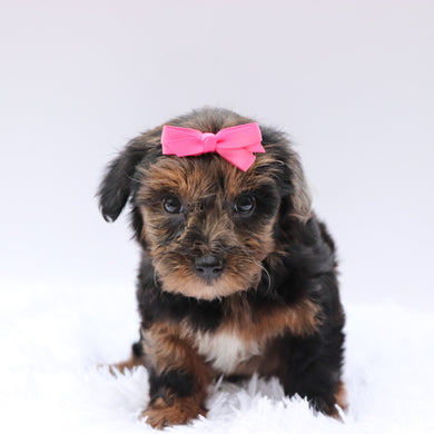 Sofia - Available 8/13