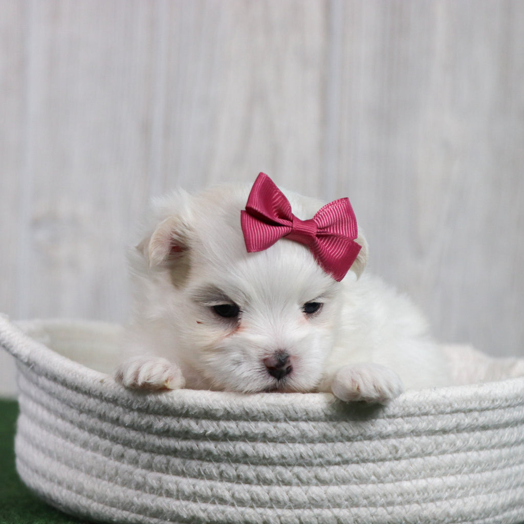 Sophie - Available 6/26
