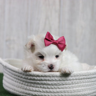Sophie - Available 6/26