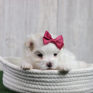 Sophie - Available 6/26