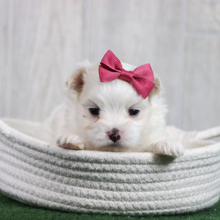 Sophie - Available 6/26