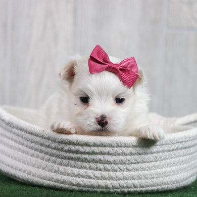 Sophie - Available 6/26