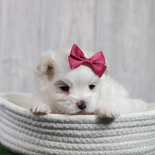 Sophie - Available 6/26
