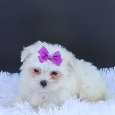 Sophie - Available 6/26