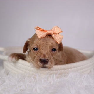 Sophie - Available 11/26