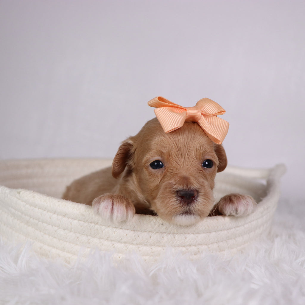 Sophie - Available 11/26