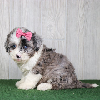 Sparkles - Available 5/14