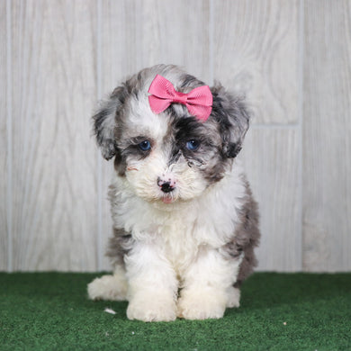 Sparkles - Available 5/14
