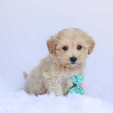 Sparky - Available 7/9