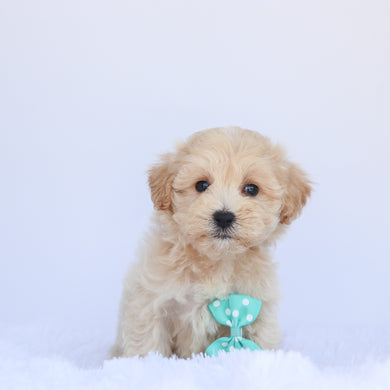 Sparky - Available 7/9