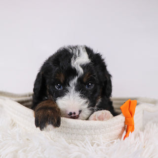 Spencer - Available 12/17