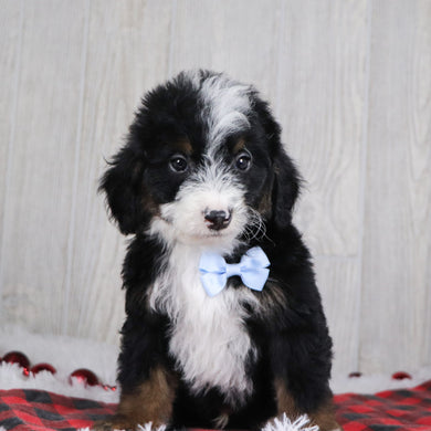 Spencer - Available 12/17