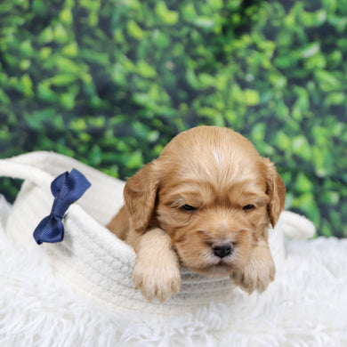 Steve - Available 12/31