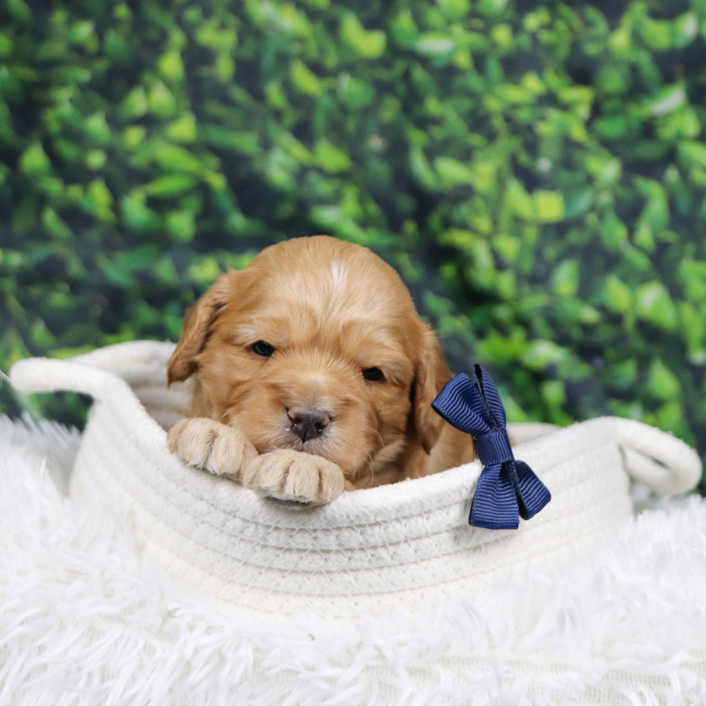 Steve - Available 12/31