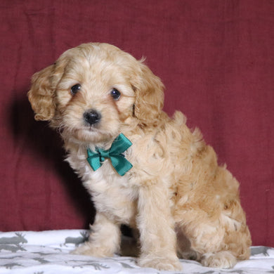 Steve - Available 12/31