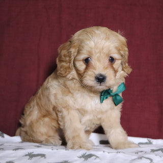 Steve - Available 12/31