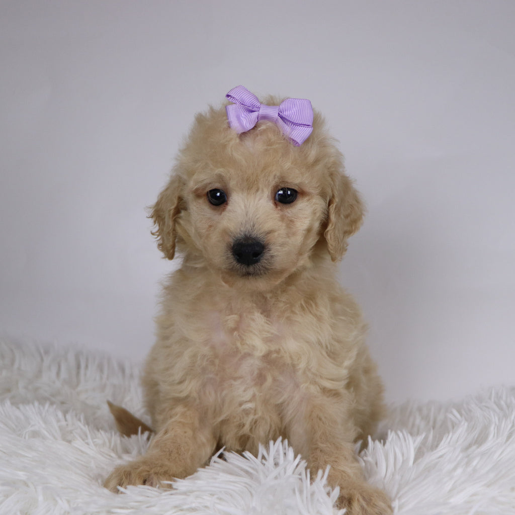 Sunshine - Available 11/26